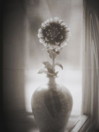 Jiřina 💫 #flower #photoofday